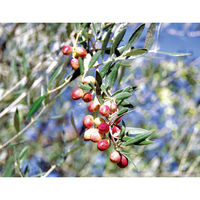 エクストラバージンオリーブオイル フレッシュ1ケース（48本入）  オリジナル