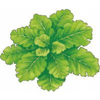 【ギフト包装】 若葉のめぐみ 井藤漢方製薬 2109826 3箱（90袋）（直送品）