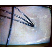 セーブ・インダストリー シリコンシャンプーブラシ SV-6117 1個