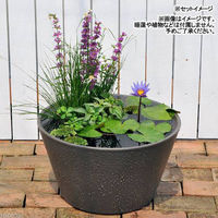 リーフ オリジナル スイレン鉢 2色セット(ベージュ・グレー)睡蓮 ハス 鉢 2250001859246 1セット（直送品）