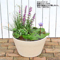 リーフ オリジナルスイレン鉢 3色セット 睡蓮 ハス 鉢 2250001860730 1セット（直送品）