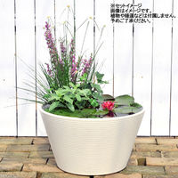 リーフ スイレン鉢 2色セット(ブラウン・ホワイト)睡蓮 ハス 鉢 2250001874294 1セット（直送品）