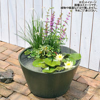 リーフ スイレン鉢 2色セット(グレー・グリーン)睡蓮 ハス 鉢 2250001874287 1セット（直送品）