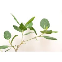 未来アグリス　PD COLLECTION　中鉢観葉植物　ID-8001　フィカス　ベンガレンシス　ベーシックWH　611000058　1鉢（直送品）