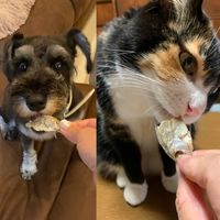 海鮮堂 干し真鯛 無添加 国産 15g 1袋 F＆Bell 犬用 猫用 おやつ