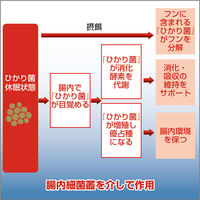 キョーリン 咲ひかりR 育成用 浮上 M 2kg 239526 1個（直送品）