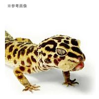 キョーリン レオパドライ 500g 287939 1個（直送品）