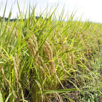 栃木なすひかり 5kg 1袋 無洗米 令和5年産 米 お米