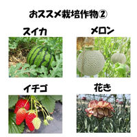 住化積水フィルム 花野果蒼天 0.15mmX330cmX45m 蒼天 0.15X330X45 1枚（直送品）