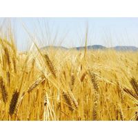 大島酒造 一寸先は光 麦焼酎 30度 720ml 1本