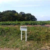 大島酒造 吟醸芋焼酎 磨き大島 23度 720ml 1本 芋焼酎