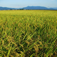 新潟県産 コシヒカリ 5kg 【精白米】 令和7年産 米 お米 こしひかり