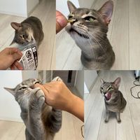 海鮮堂 干し糸撚鯛 無添加 15g 1袋 F＆Bell 犬用 猫用 おやつ