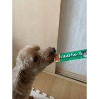 いなば ちゅーる 犬 とりささみ チーズ入り 総合栄養食 国産（14g×4本）6袋 ちゅ～る ドッグフード 犬用 ウェット おやつ