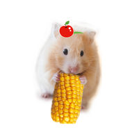 小動物のかじっておいしい ミニコーン 小動物 200g 3袋 ドギーマン