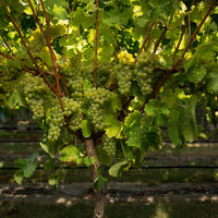 ニュージーランド ブランコット クラシック ソーヴィニヨンブラン 白ワイン 辛口 750ml 1本 ペルノリカール