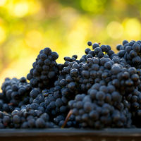 ニュージーランド ブランコット クラシック ピノノワール 赤ワイン ミディアムボディ 750ml 1本 ペルノリカール