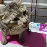 （バラエティパック）ペティオ プラクト ねこちゃんの総合栄養食 とろーりごはん バラエティ 無添加 国産 18本入（3種×6本）1袋 猫用 おやつ