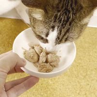 ペティオ ねこちゃんの 素材そのまま 完全無添加 生後3ヶ月からのひとくち蒸しカツオ 54g(18g×3袋）1袋 猫用 おやつ