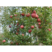 ゴールドパック 信州安曇野 りんごジュース 190g 1箱（30缶入）