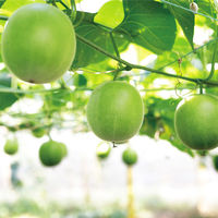 サラヤ ラカントS 顆粒 600g×6個 4973512278365（直送品）