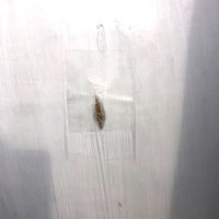 高耐侯多用途テープ ハガレナインマルチ 幅80mm×長さ20m ナチュラル #600NW リンレイテープ 1セット（5巻入）