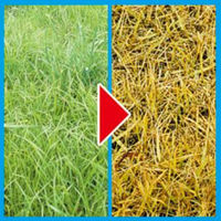 【園芸用品】 フマキラー カダン 除草王 オールキラー 粒剤 2kg 1個