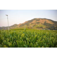 国太楼 ティーバッグでおいしい深蒸し掛川茶 1セット（30バッグ：10バッグ入×3袋）