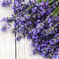 レイヴィー ボディシャンプー スウィートラベンダーバニラ 詰め替え 900ml アクシス【液体タイプ】