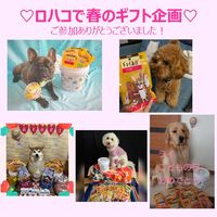 （限定）チョイあげ バラエティBOX わんわん ドッグフード おやつ オリジナル  限定