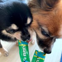 いなば ちゅーる 犬 とりささみ チキンミックス味 総合栄養食 国産（14g×20本）1袋 ちゅ～る ドッグフード 犬用 ウェット おやつ