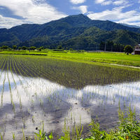 ギフトカード　御礼熨斗　内祝い　贈り物に　「南魚沼・塩沢産 有機栽培コシヒカリ」4種セット はざかけ米・自然乾燥米 8合　二重封筒（直送品）