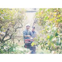 スパークリングレモン酒 ミカドレモン/ MIKADO LEMON Sparkling lemon sake（直送品）