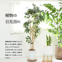 B.Bファニシング ラウンド プランターベース 幅300×奥行300×高さ37mm ブラウン ONPT0106MEBRN 1台（直送品）