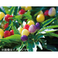 聖新陶芸 聖新 GD-91502 オメデタオチョコ だるま シロ 1個（直送品）