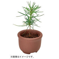 聖新陶芸 聖新 GD-954 育てるカプセル ミニ盆栽 4s　1セット（直送品）