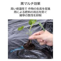 岩谷マテリアル 岩谷 穴あき大根黒マルチ0.02mm×950mm×50m 2100718 1巻（直送品）