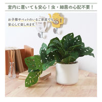 不二貿易 フェイクグリーン モンステラ セラミックポット 41139 1個