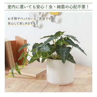 不二貿易 フェイクグリーン アロカシア セラミックポット 41138 1個