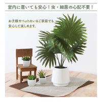 不二貿易 フェイクグリーン パナマソウ セラミックポット 41129 1個