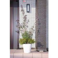 アップルウェアークラフトポット 30型 ホワイト 11L 300mmΦx295mm 鉢