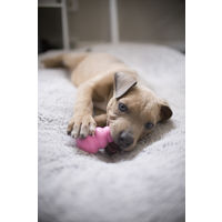 パピーコング XS ピンク 犬用おもちゃ コングジャパン