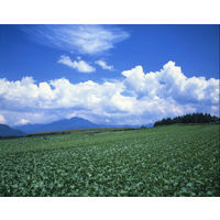 【機能性表示食品】ゴールドパック 信州安曇野 野菜ジュース 190g 1箱（30缶入）【野菜ジュース】