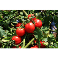 ゴールドパック 信州安曇野 トマトジュース 食塩無添加 190g 1箱（30缶入）【野菜ジュース】