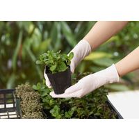 【使いきり天然ゴム手袋】 ショーワグローブ ナイスハンドきれいな手つかいきりグローブ NHKTTNR-100P-M 1箱（100枚入）