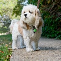 ナイトアイズ NITE IZE 犬用 ペットリット パウグリーン LEDライト お散歩ライト 1個 プラッツ