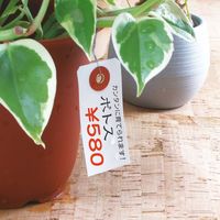 ササガワ 耐水紙荷札 豆 25-1310 1セット(2000枚入)