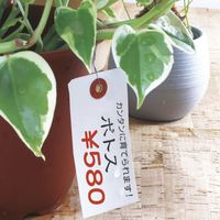 ササガワ 耐水紙荷札 中 25-73320 1袋(200枚入)