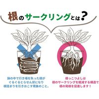 【園芸用品】アップルウェアー 根っこつよし 4号 ブラック 1個