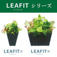 【アウトレット】リーフィット W 水草 1個 ジェックス 水槽